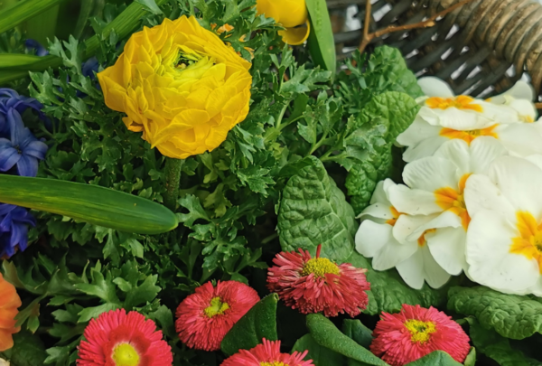 Frühlingsblumen